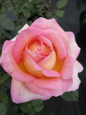 Produktbild von Edelrose Elle® - Rosa Elle® - Teehybride - Duftrose der Provence - Meilland-Rose
