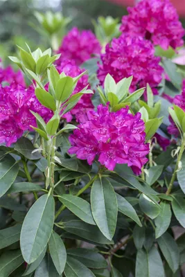 Produktbild von Rhododendron Hybr. 'Renata', Rhododendron, rot, 30–40 cm