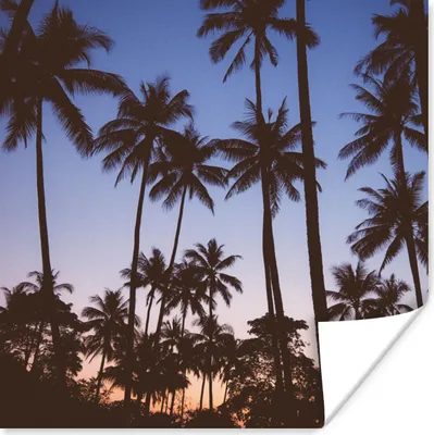 Produktbild von MuchoWow® Poster Palme - Tropisch - Sommer - Himmel 100x100 cm - Babyzimmer