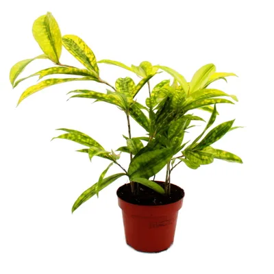 Zdjęcie produktu dla Dracena surculosa Mike - 12cm - zielona z zóltymi plamkami