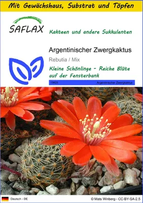 Produktbild von SAFLAX Anzucht Set - Argentinischer Zwergkaktus - Rebutia / Mix - 40 Samen - Mit Mini-Gewächshaus, Anzuchtsubstrat und 2 Töpfen