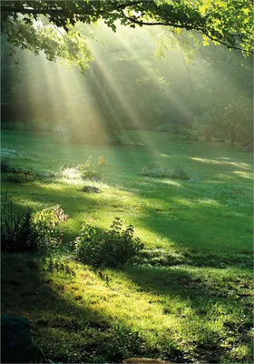 Produktbild von Wallario Poster - Sonnenstrahlen im Wald, Kunstdruck Größe: 70 x 100 cm