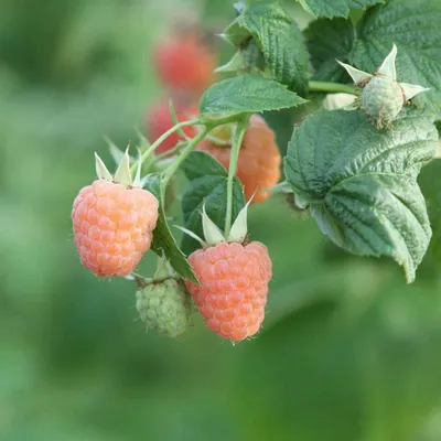 Produktbild von Himbeere ‘Valentina’ gelb | Rubus idaeus | Herbsthimbeere Strauch 50–70 cm im Topf | gelbe Beerenpflanze winterhart