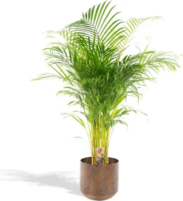 Produktbild von Květináč Areca Palm Met - ↨130Cm - Ø24Cm