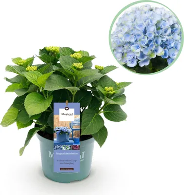 Image de Green boutiQ - Plante de terrasse - Hortensia - Hydrangea Magical Revolution Blue - Bleu - 6 à 10 fleurs - Pot de 23 cm, hauteur 55 cm