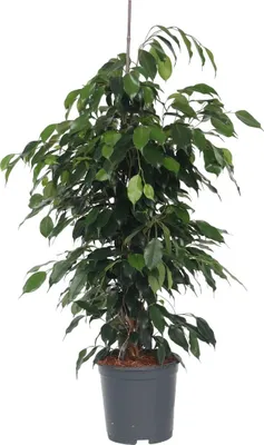 Zdjęcie produktu dla Figowiec fikus - Ficus benjamina 'Danielle' - Wysokość 100-110cm - ⌀21cm
