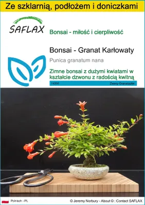Zdjęcie produktu dla SAFLAX - Zestaw do uprawy - Bonsai - Granat Karłowaty - 50 Nasiona - Z mini szklarnią, podłożem uprawowym i 2 doniczkami - Punica granatum nana