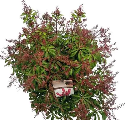 Obrázek produktu pro Pieris japonský FloraSelf Pieris japonica 'Passion' květináč 10 l
