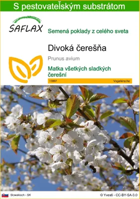 Obrázok produktu pre SAFLAX - divoká čerešňa - Prunus avium - 10 Semená - S pestovateľským substrátom bez klíčkov