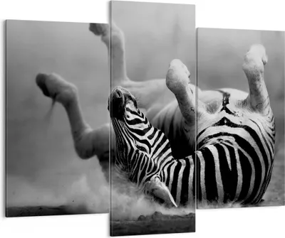 Produktbild von Bild auf Leinwand - Leinwandbild - Zebra Streifen Tier wild - 130x100cm - Wand Bild - Wanddeko - Leinwanddruck - Bilder - Kunstdruck - Wanddekoration - Leinwand bilder - Wandkunst - CB130x100-2699
