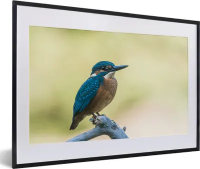 Produktbild von MuchoWow® Gerahmtes Poster Eisvogel - Zweig - Vogel 60x40 cm - Poster mit Schwarzem Bilderrahmen Wandposter Rahmen Foto Bilder - Schlafzimmer - Plakat in Rahmen - Drucken