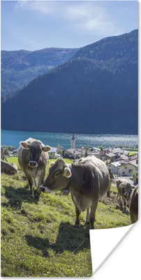Produktbild von MuchoWow® Poster Kühe - Wasser - Alpen 20x40 cm - Plakat - Foto