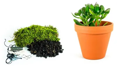 Obrázok produktu pre Gardners Kokedama "Vyrob si sám" Crassula (L)