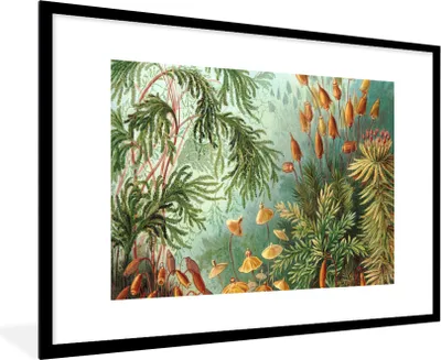 Produktbild von MuchoWow® Gerahmtes Poster Alte Meister - Kunst - Muscinae - Haeckel 90x60 cm - Poster mit Schwarzem Bilderrahmen Wandposter Rahmen Foto Bilder - Wanddekoration - Fotos