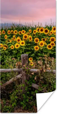 Produktbild von MuchoWow® Poster Sonnenblume - Blumen - Pflanzen 20x40 cm - Plakat - Foto