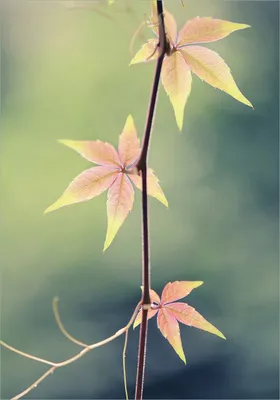 Produktbild von Wallario Poster - Herbstblume, Kunstdruck Größe: 70 x 100 cm