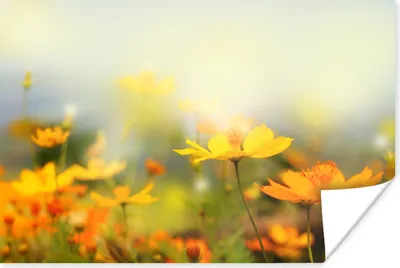 Produktbild von MuchoWow® Poster Blumen - Landschaft - Gelb 60x40 cm - Schlafzimmerdekoration