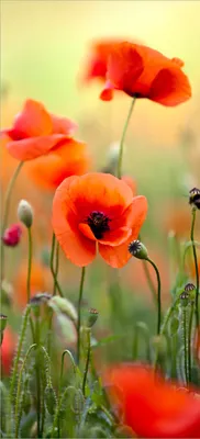 Produktbild von Türtapete Türposter Mohnblumenblüten - Größe: 93 x 205 cm