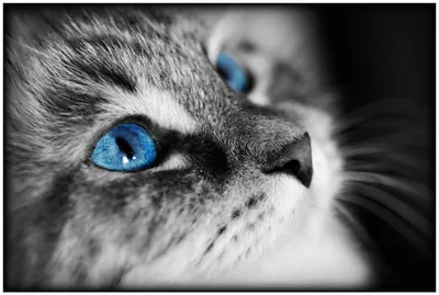 Produktbild von Wallario Premium Glasbild, freischwebende Optik, kräftige Farben, Größe 90 x 60 cm Motiv Schwarz-weiß getigerte Katze mit leuchtend blauen Augen