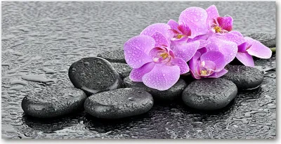 Produktbild von Tulup® Glas-Bild - 100x50 -Wandkunst - Wandbild hinter gehärtetem Sicherheitsglas  - Blumen & Pflanzen - Orchideen Steine - Rosa
