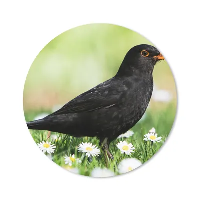 Produktbild von MuchoWow® Mauspad Mousepad Vogel - Amsel - Blumen 40x40 cm - Mousepads - Maus Mat - Pad - Mausunterlage - Schreibtisch Accessoires