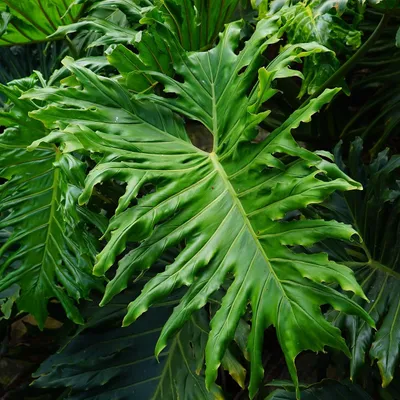 Zdjęcie produktu dla Filodendron drzewiasty (Thaumatophyllum bipinnatifidum)  – 20 nasion