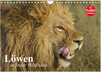 Produktbild von Löwen in freier Wildbahn (Wandkalender 2026 DIN A4 quer), CALVENDO Monatskalender