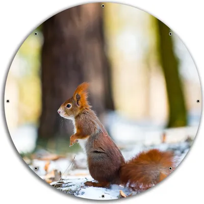 Produktbild von Wallario rundes Outdoor-Poster für Garten oder Balkon, Motiv Neugieriges Eichhörnchen im verschneiten Wald, 60 cm Durchmesser