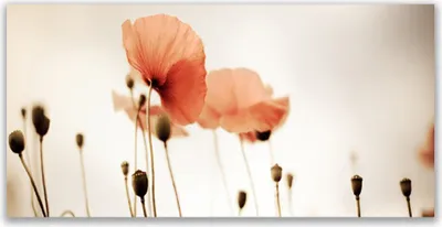 Produktbild von Glasbilder 140x70 Wandbild Druck auf Glas Mohnblumen Pflanzen