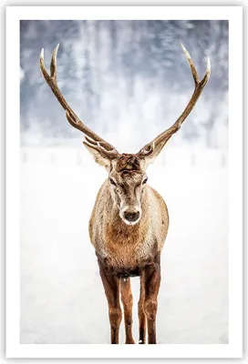 Produktbild von Poster - Poster ohne Rahmen - Hirsch Geweih Winter - 61x91,5 cm - Wand Bild - Wanddeko - Wandbilder - Kunstposter - Wandposter - Bilder - Kunstdruck - Wanddekoration - Wandbild - P2XPA61x91-5141