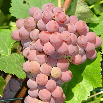 Immagine prodotto di Vite Einset Seedless 2L
