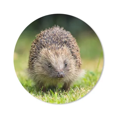 Produktbild von MuchoWow® Mauspad Mousepad Igel - Gras - Braun 30x30 cm - Mousepads - Maus Mat - Pad - Mausunterlage - Tischunterlage - Schreibtischmatten