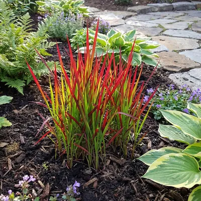 Produktbild von 6x Imperata cylindrica Red Baron P9H20