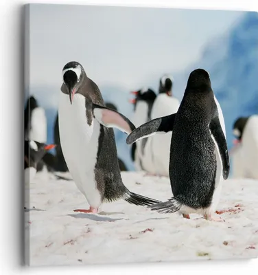 Produktbild von Bild auf Leinwand - Leinwandbild - Pinguine Winter Natur Schnee - 30x30cm - Wand Bild - Wanddeko - Leinwanddruck - Bilder - Kunstdruck - Wanddekoration - Leinwand bilder - Wandkunst - AC30x30-2974