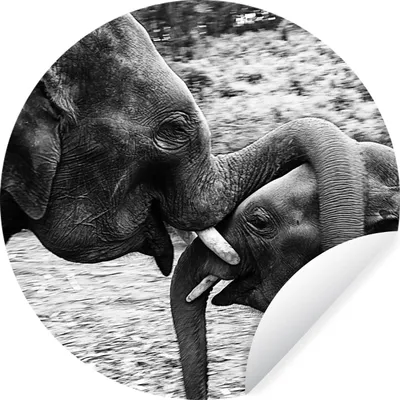 Produktbild von MuchoWow® Runde Wandtattoo - Wandsticker Tapete Aufkleber Elefant - Tiere - Natur - Schwarz und weiß Ø 100 cm Selbstklebend und Repositionierbar - Wandaufkleber - Kreis - Tapetenkreis - Wandbild rund - Schlafzimmerdekoration - Wanddeko - runde Tapete - Kunst für zu Hause