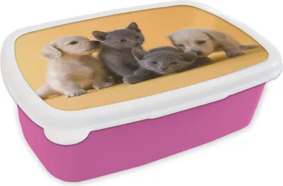 Produktbild von KitchenYeah® Lunchbox Brotzeit Brotdose 17x11 cm Welpe - Kätzchen - Tiere Kinder Brotzeitdose - Lunchpaket - Brotkasten  - Sandwich Box