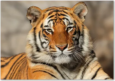 Produktbild von Tulup® Glas-Bild - 100 x 70 - Wandbild aus Glas - Wandkunst - Wandbild hinter gehärtetem Sicherheitsglas - Tiere - Bengalischer Tiger - Orange