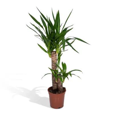 Produktbild von Hello Plants Yucca Elephantipes Palmlilie - Ø 17 cm Topf - Höhe: 85 cm