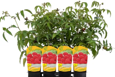 Obrázek produktu pro Ostružiník jahodnatý 1L