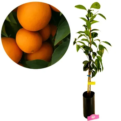 Produktbild von Citrus sinensis 'Newhall', Süßorange, 3-Liter-Topf
