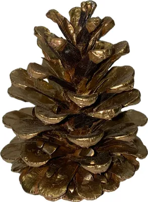 Produktbild von 10 Tannenzapfen verschiedene Größen 4-10 cm gold