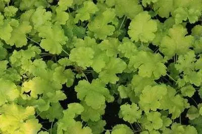 Immagine prodotto di 6 x Heuchera hybr. 'Lime Rickey' - campanula viola - vaso 9 x 9 cm