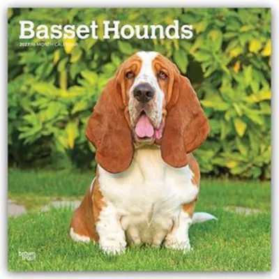 Produktbild von Basset Hounds 2027 - 16-Monatskalender