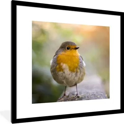 Produktbild von MuchoWow® Gerahmtes Poster Vögel - Rotkehlchen - Baum 40x40 cm - Poster mit Schwarzem Bilderrahmen Wandposter Rahmen Foto Bilder - Poster - Plakat im Rahmen