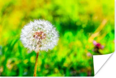 Produktbild von MuchoWow® Poster Löwenzahn - Gras - Blume 90x60 cm - Schlafzimmer