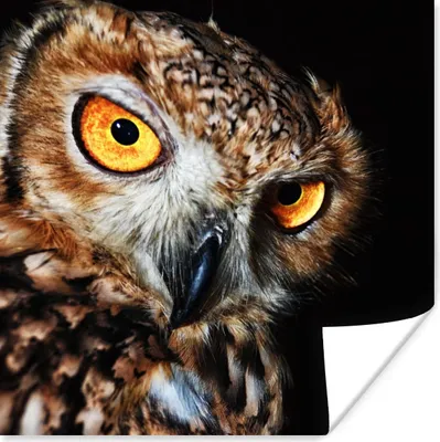 Produktbild von MuchoWow® Poster Eule - Schwarz - Gelb 50x50 cm - Wohnzimmerdekoration