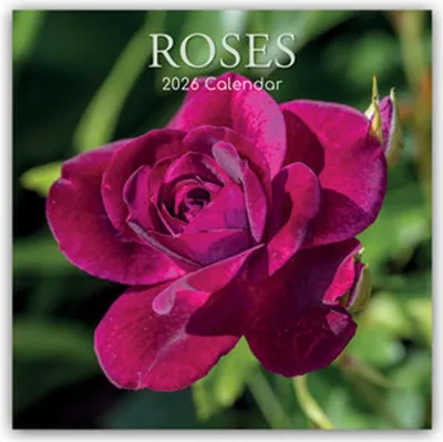 Image de Roses - Roses 2026 - calendrier 16 mois