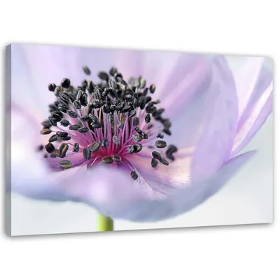 Produktbild von Leinwandbild lila anemone 90x60 cm Feeby lila wandbild bereit zum aufhängen