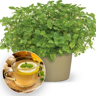 Produktbild von BALDUR Garten 1x Minze 'Ingwer', Pflanze im 10,5 cm Topf, würziges Ingwer-Aroma mit frischer Minznote, glänzend tiefgrüne Blätter, robuster Bodendecker & kompakter Wuchs, pflegeleicht und winterhart