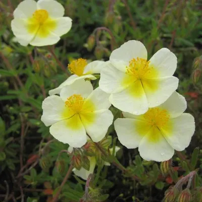 Obrázok produktu pre 6 ks rastlín Zonneroosje - Helianthemum 'Elfenbeinglanz' | Kvetináč 9 cm x 9 cm